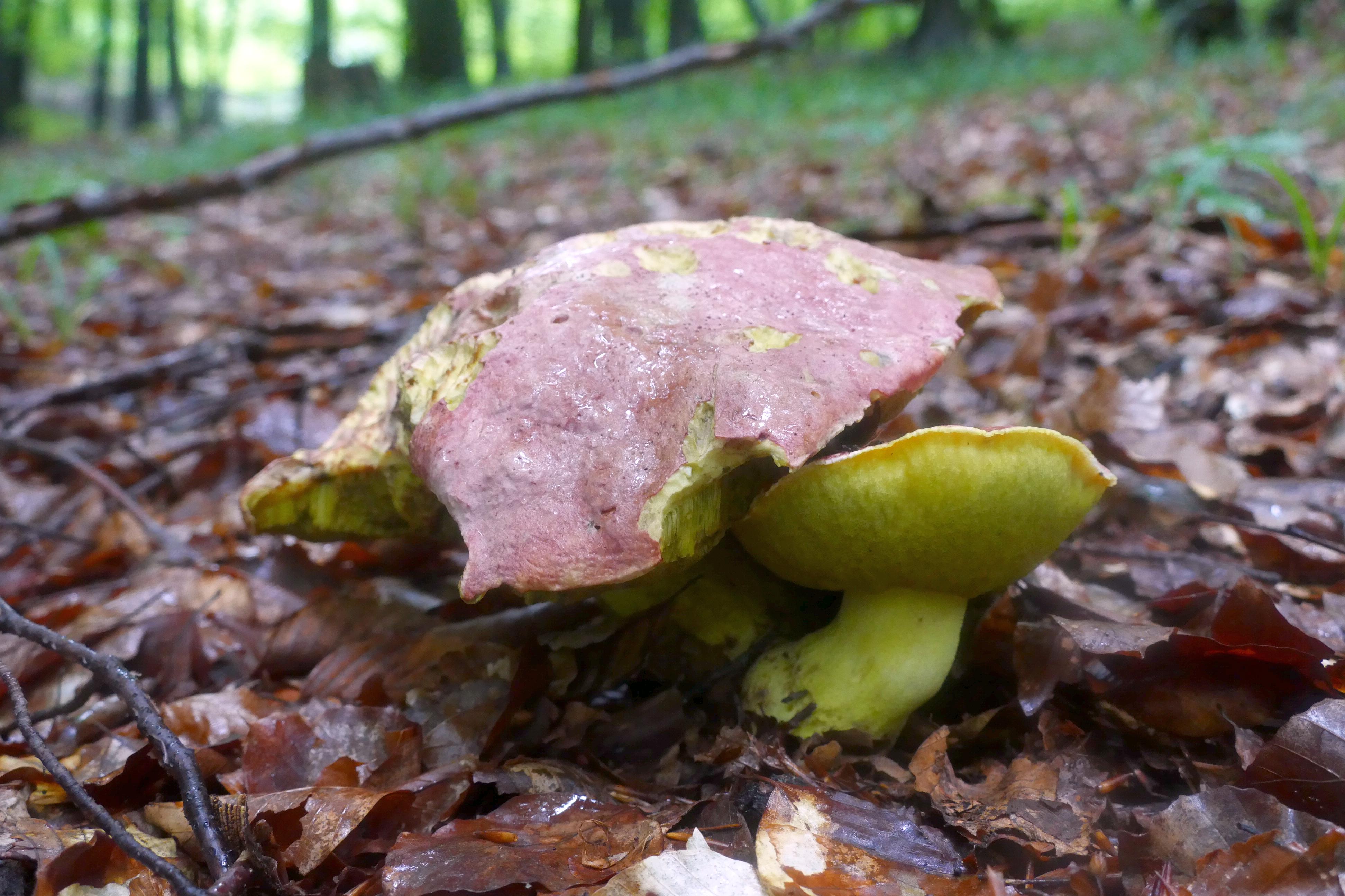 Borowik żółtobrązowy podgat. królewski Boletus appendiculatus ssp. regius