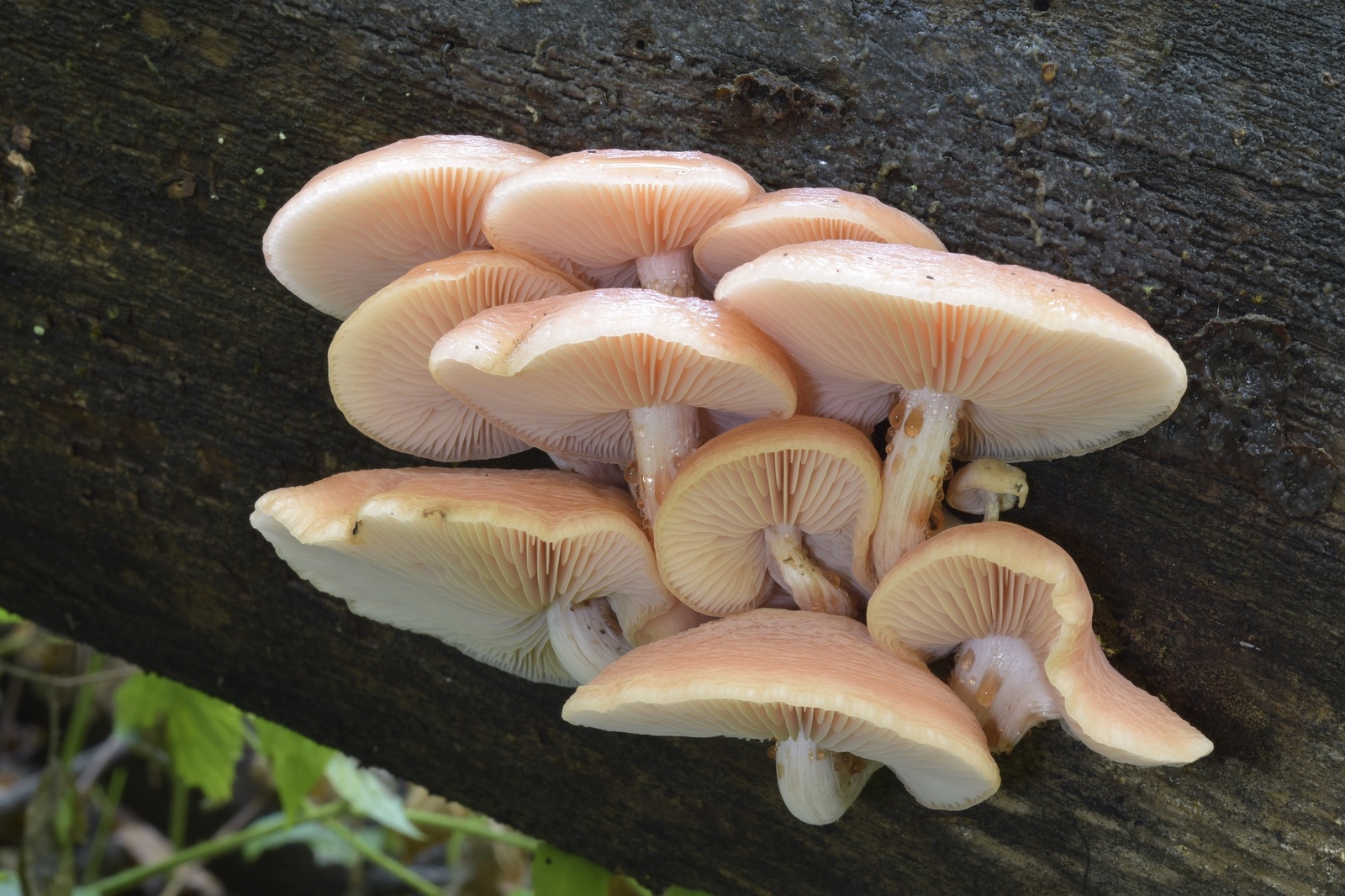 Rhodotus palmatus – żyłkowiec różowawy pięknie obrodził, fotorelacja Piotra