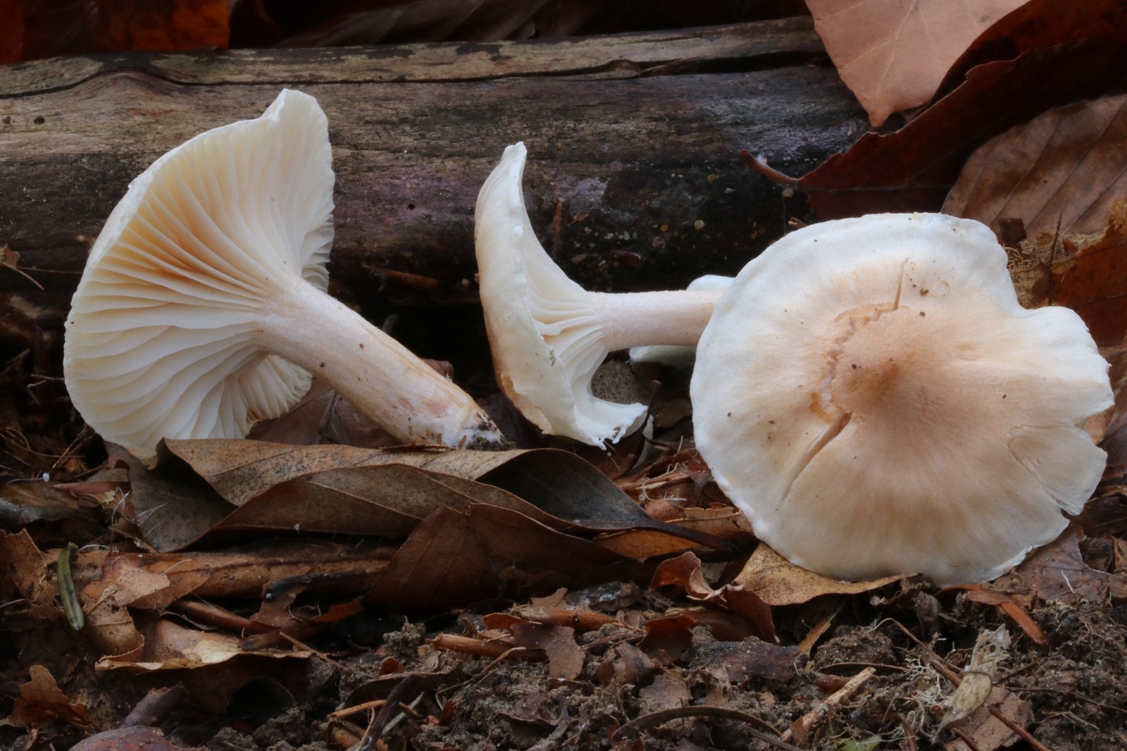 Hygrophorus unicolor – wodnicha pomarańczowopłowa